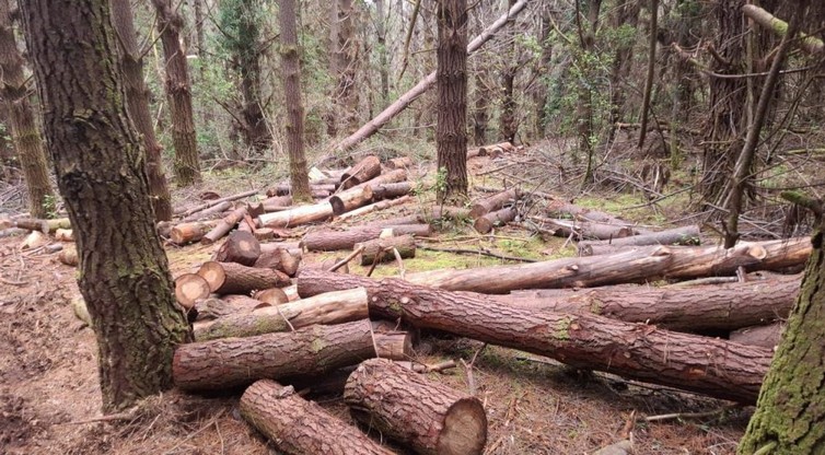 PDI Operation Leaves One Arrested and Recovers Wood in Valdivia