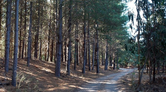 Forestry Contractors: "Bad Signals and Lost Time Will Come Back to Haunt Us"