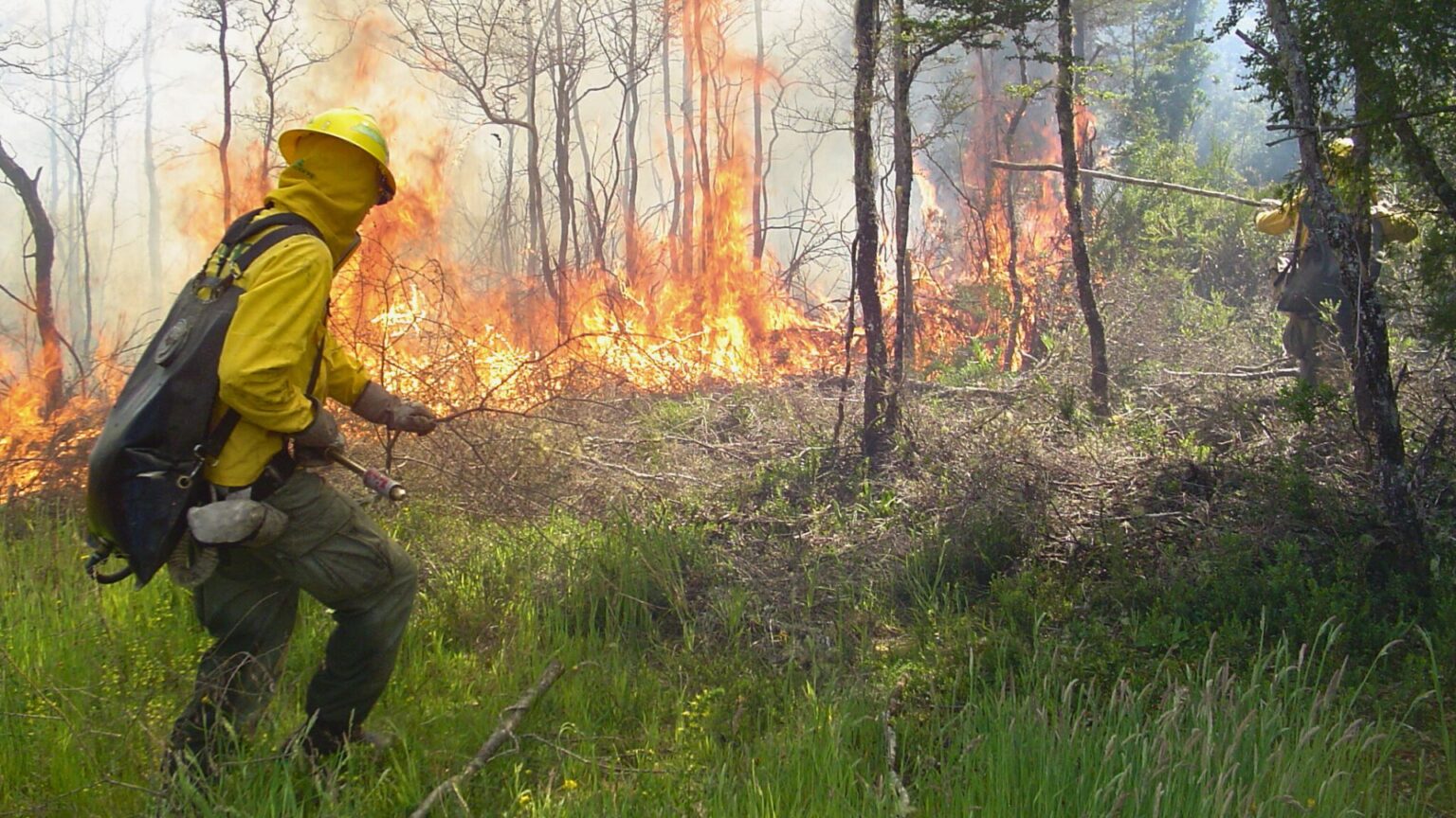 Los Lagos will add 334 temporary jobs to strengthen forest fire prevention