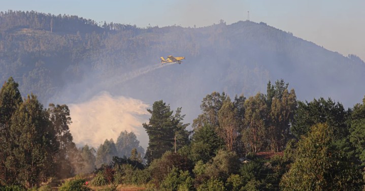 Over 67,000 Hectares of Forest Plantations Reignite Debate Over Risks in Los Lagos