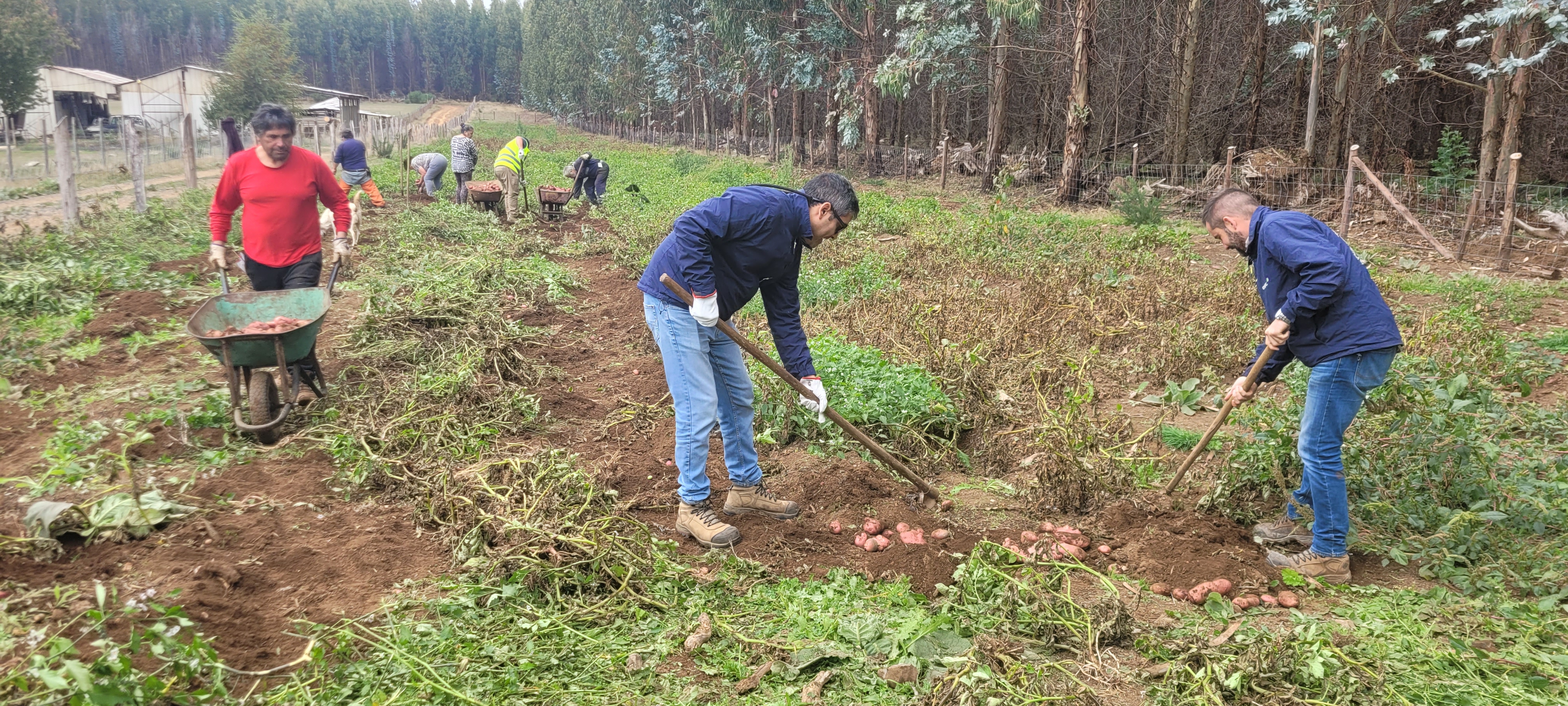 Productive firebreaks: the model that combines fire prevention and agricultural development