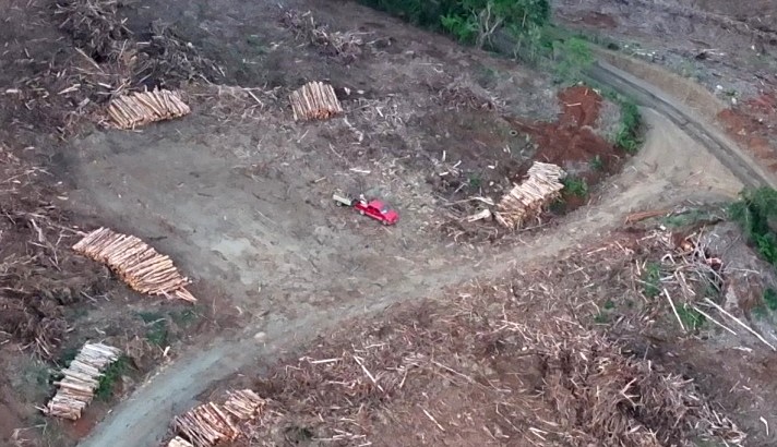 Timber Theft Gang Dismantled in La Unión