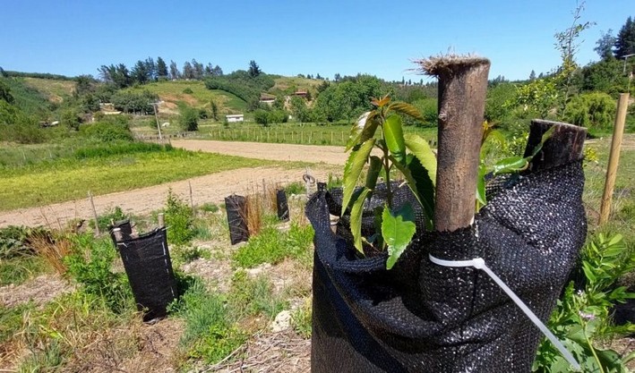 Farmers from Biobío and Ñuble restore their lands thanks to the use of agroforestry systems