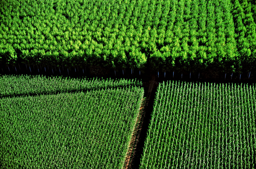 Polêmico artigo da nova Lei Marco de Mudança Climática proíbe incentivos a monocultivos florestais