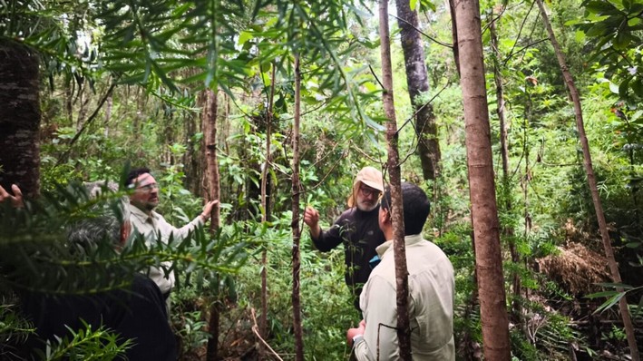 Strengthening of Native Forests Promoted in the Los Lagos Region