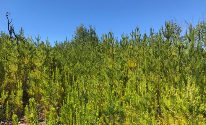 Fast-Growing Exotic Species Are Changing the Type of Forest That Will Dominate the Planet