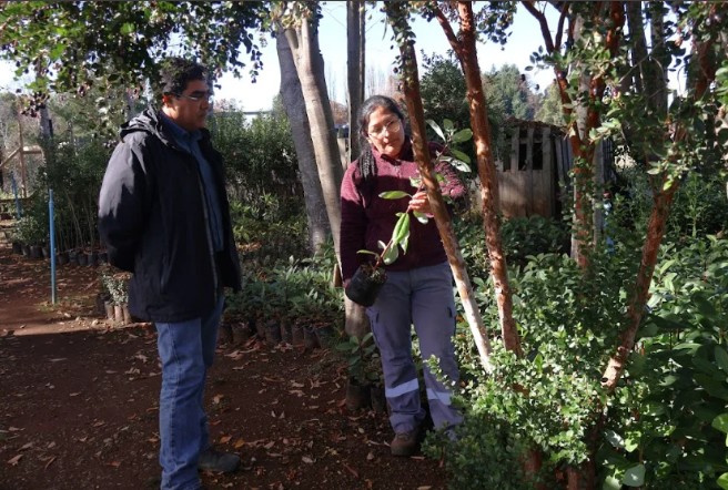 National Forestry Corporation promotes rural employment and ecological restoration in Los Ríos