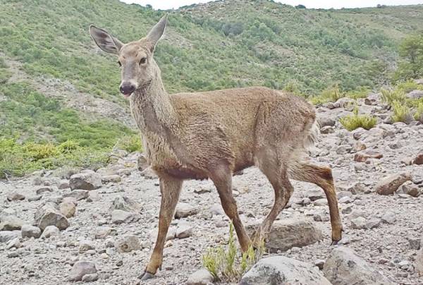 Conaf rules out that San Patricio fire affects huemul population