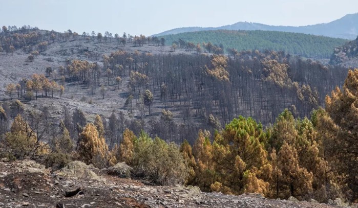 Forest fires in Spain have already burned more than 172,000 hectares in 2026, six times more than in 2025