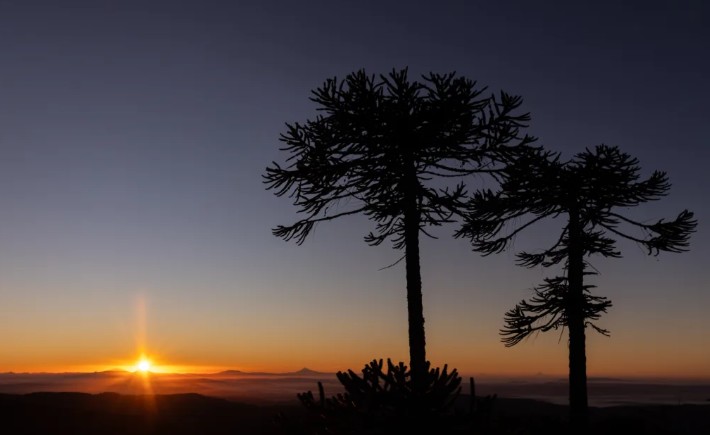 Climate change: Predictive studies reveal highly vulnerable zones for the araucarias of the future