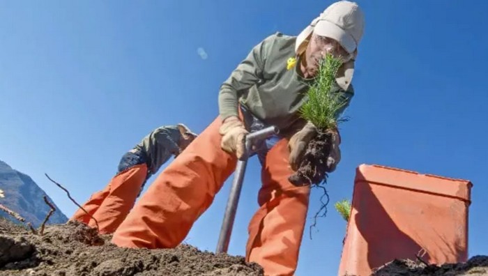 One Hundred Thousand Hectares of Forests Have Not Been Reforested After Mega-Fires