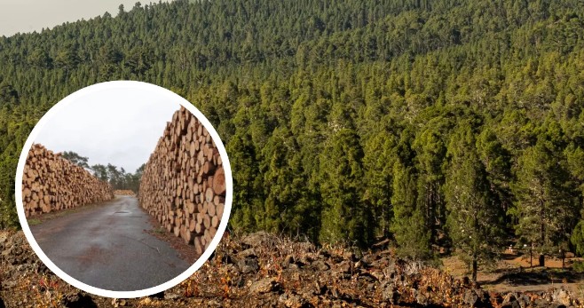 Acoforag remarcó que es necesario volver a plantar para mejorar la oferta forestal