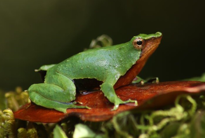 Killer Fungus Threatens Darwin's Frog