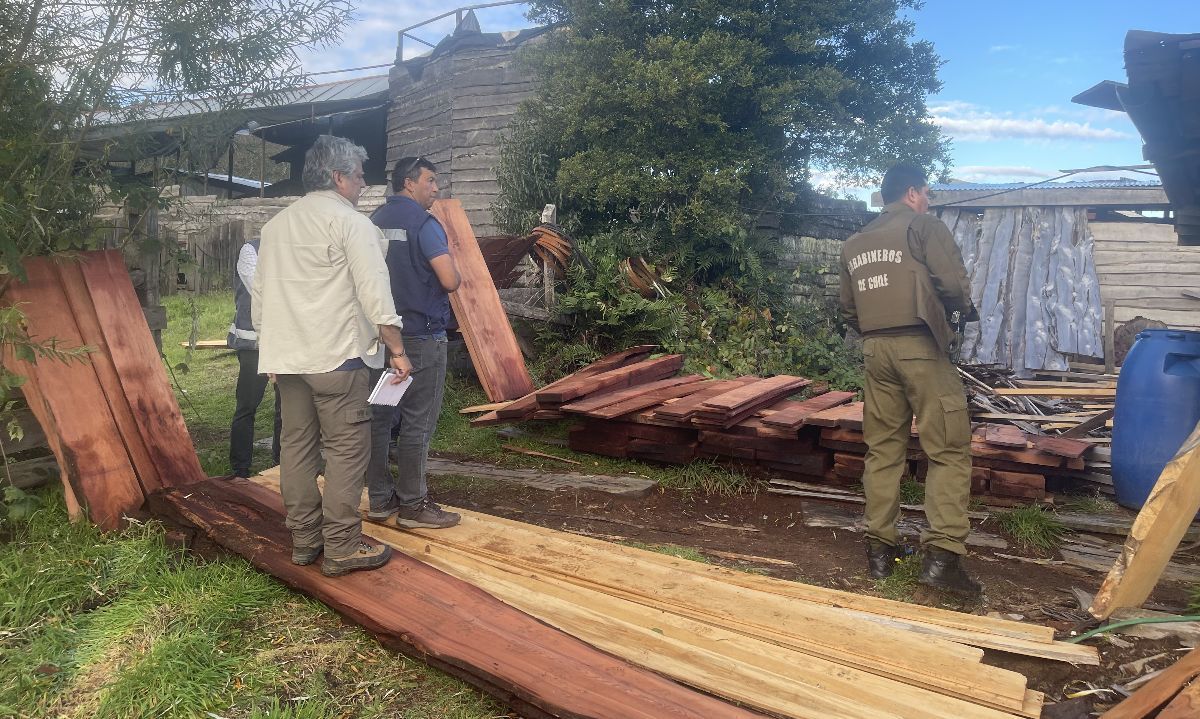 Detectan comercialización irregular de alerce en operativo en Llanquihue
