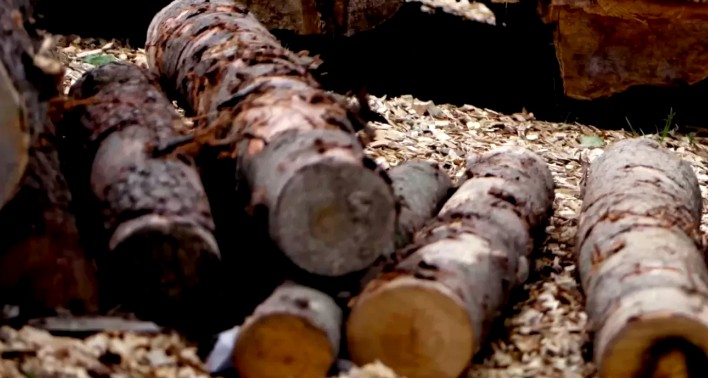 80 casos en dos años: Los Ríos concentra mayor cantidad de indagaciones por robo de madera en Chile