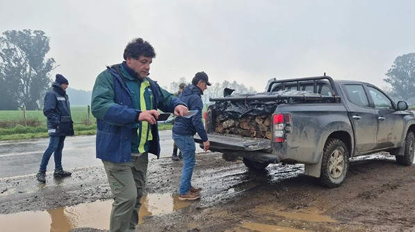 Fiscalización en Osorno detecta leña nativa sin documentación durante operativos contra el comercio ilegal