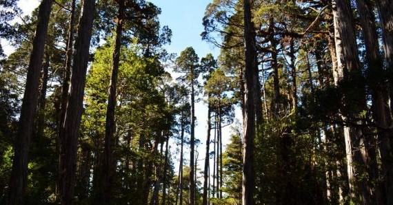 Forest Crisis in Chile: Chronicle of a Death Foretold