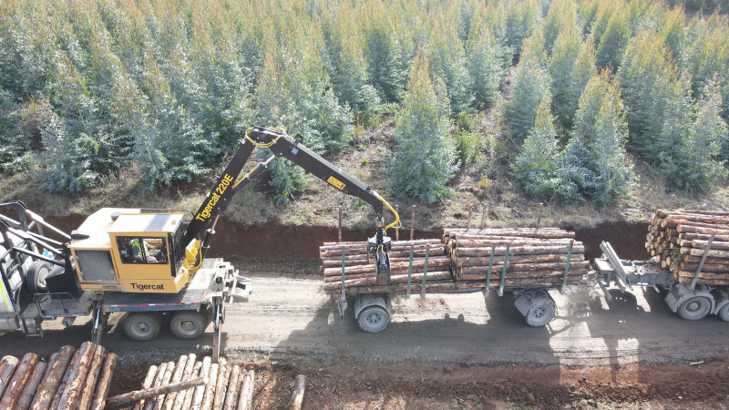 Tigercat 220E Cranes: The Ideal Solution for Chile's Challenging Forestry Sector