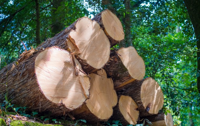 Científicos chinos crean material de madera que almacena energía solar y la libera como electricidad