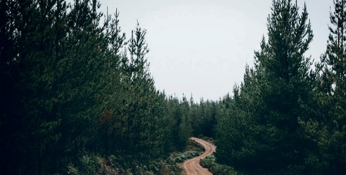 PymeMad Advocates for Reinstating Forest Promotion Law for Small and Medium-Sized Landowners