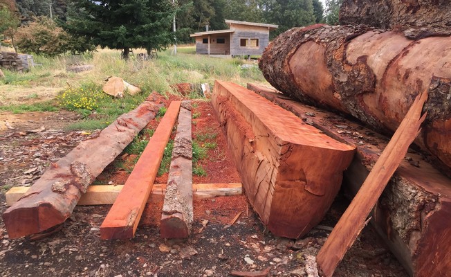 Native Wood Production Falls to Its Lowest Level in a Decade, Representing Only 0.6% of National Total