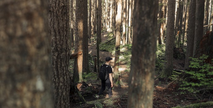 Experts Seek to Transform Native Forest Use into a Responsible and Profitable Practice in Chile