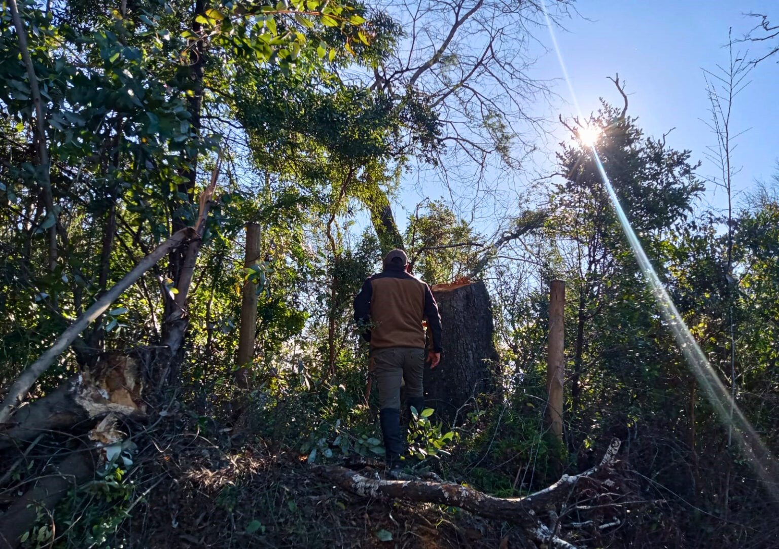 Conaf Biobío apresentou denúncia por corte ilegal de árvore nativa no Parque Nacional Nonguén