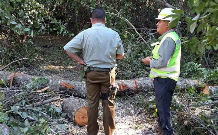 56 cases of timber theft have been reported this year in Ñuble