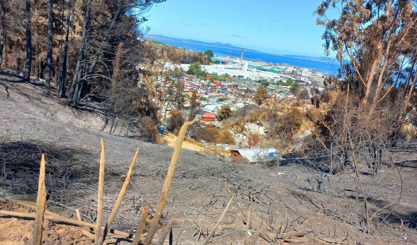 Incendios forestales: Conaf Biobío propone creación de un fondo destinado a la recuperación ambiental