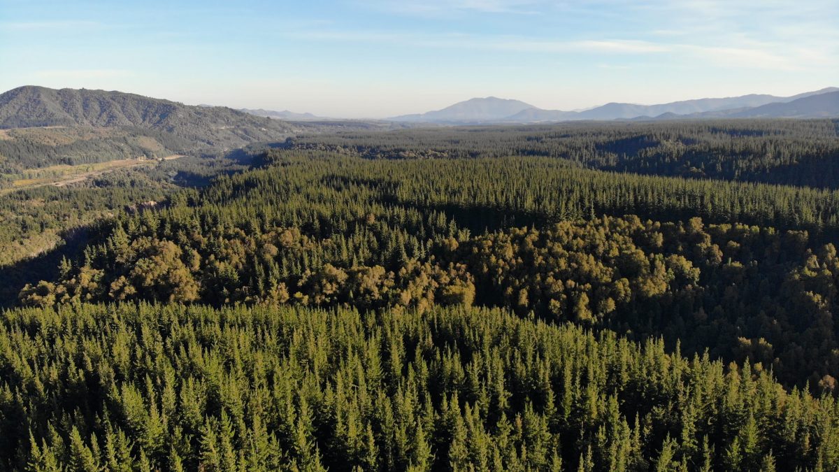 Bajas en exportaciones y áreas plantadas agudizan complejo escenario del sector forestal en Chile