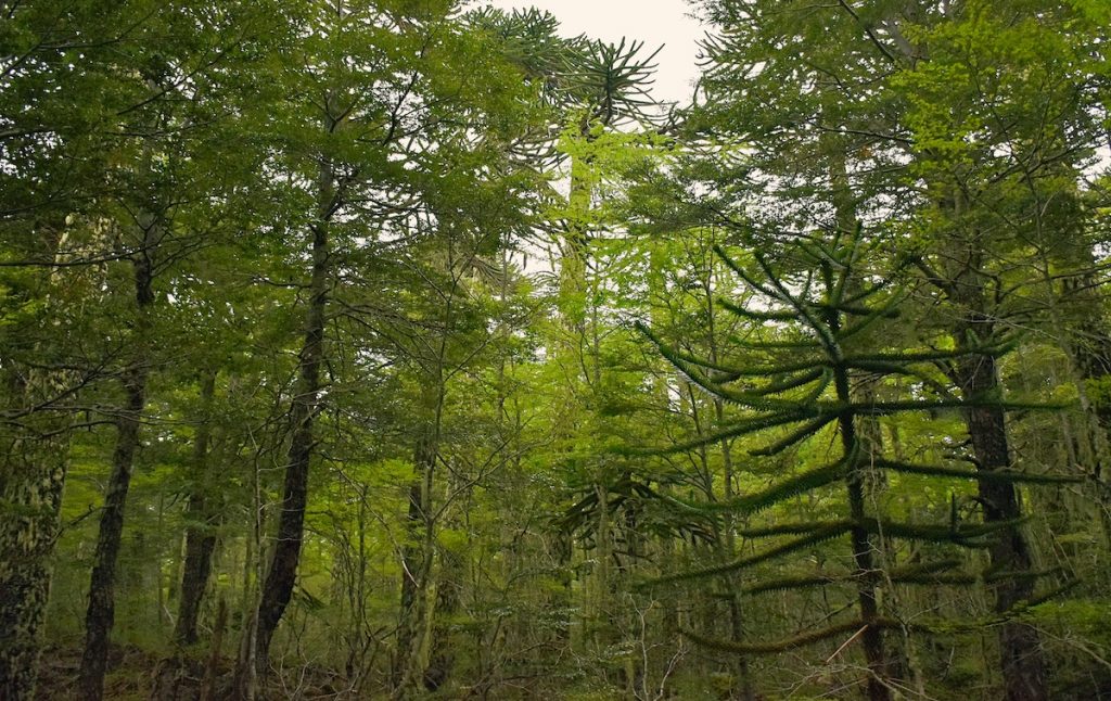 Tecnologia satelital fortalece a proteção do bosque nativo em La Araucanía