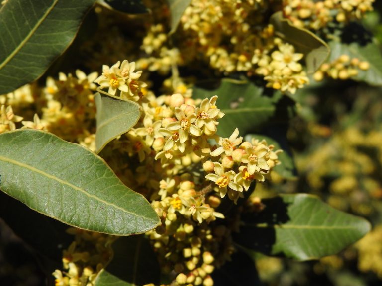 Estudo revela como peumo, quillay e litre enfrentam a seca nos bosques mediterrâneos do Chile