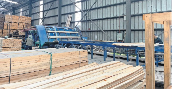 A Total of 50 Sawmills Have Had to Close in Biobío Over the Last Decade