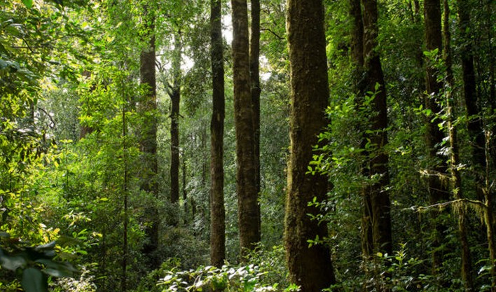When Trees Heal: From Thermalism to "Forest Bathing"
