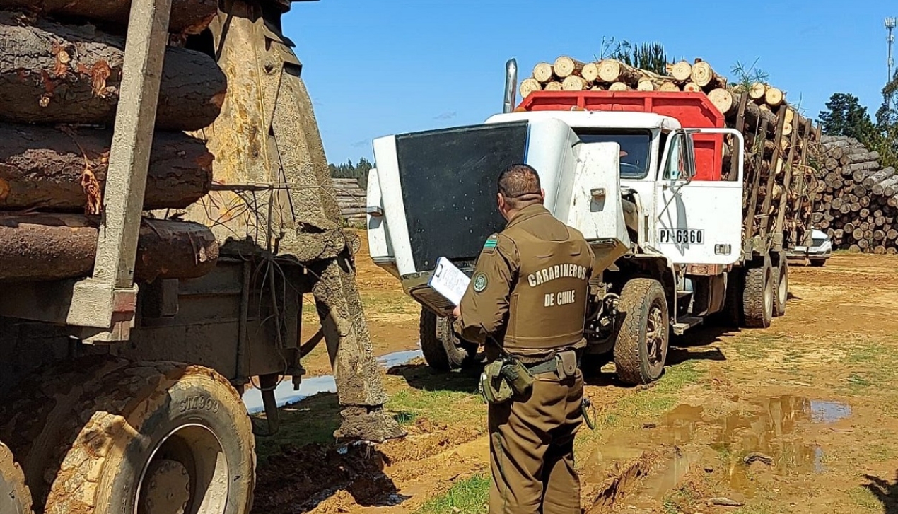 UDD Report Reveals a "Notable" Decrease in the Amount of Stolen Timber