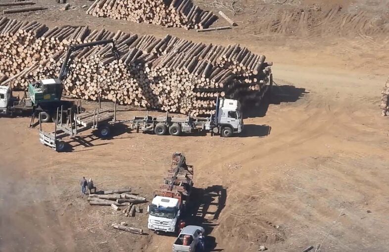 “A Comissão Investigadora constatou que por trás deste crime organizado existem possibilidades de corrupção em serviços públicos e do próprio Estado”