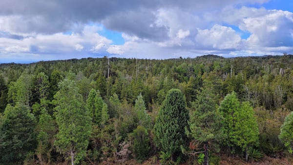 Forest Health Highlighted as a Priority in Chile