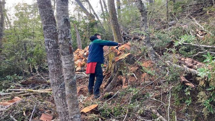 Conaf Implements New Model to Monitor Damage to Native Forests in Magallanes