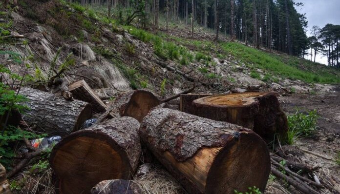 Caught in the Act for Timber Theft in Pelarco