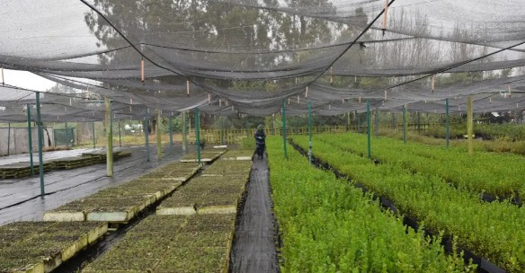 Los Angeles Nursery Surpasses 1,300 Applications for Native Trees