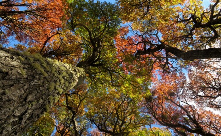 UBB Project Revolutionizes Wood Industry with New Technologies