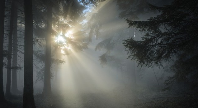 Preservation and Restoration of Native Forests Is More Important Than Ever