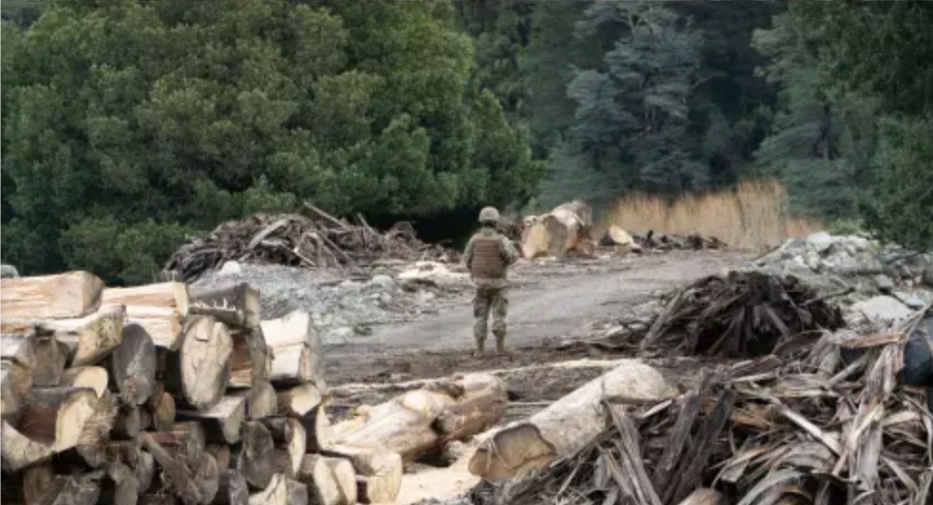 Southern Macrozone Anti-Timber Theft Law Leads to 80% Drop in Crimes in the Southern Macrozone