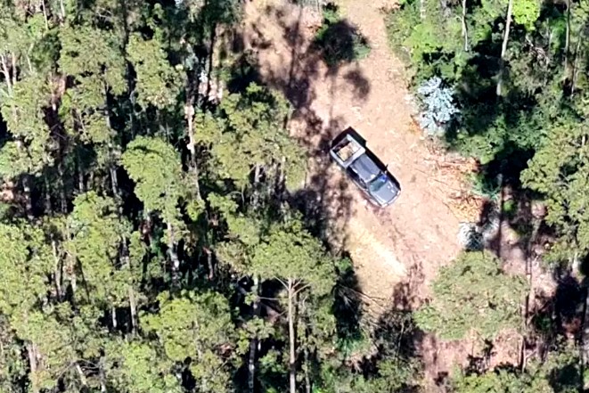 Two Arrested for Illegal Logging in Alerce Costero Park in Los Ríos