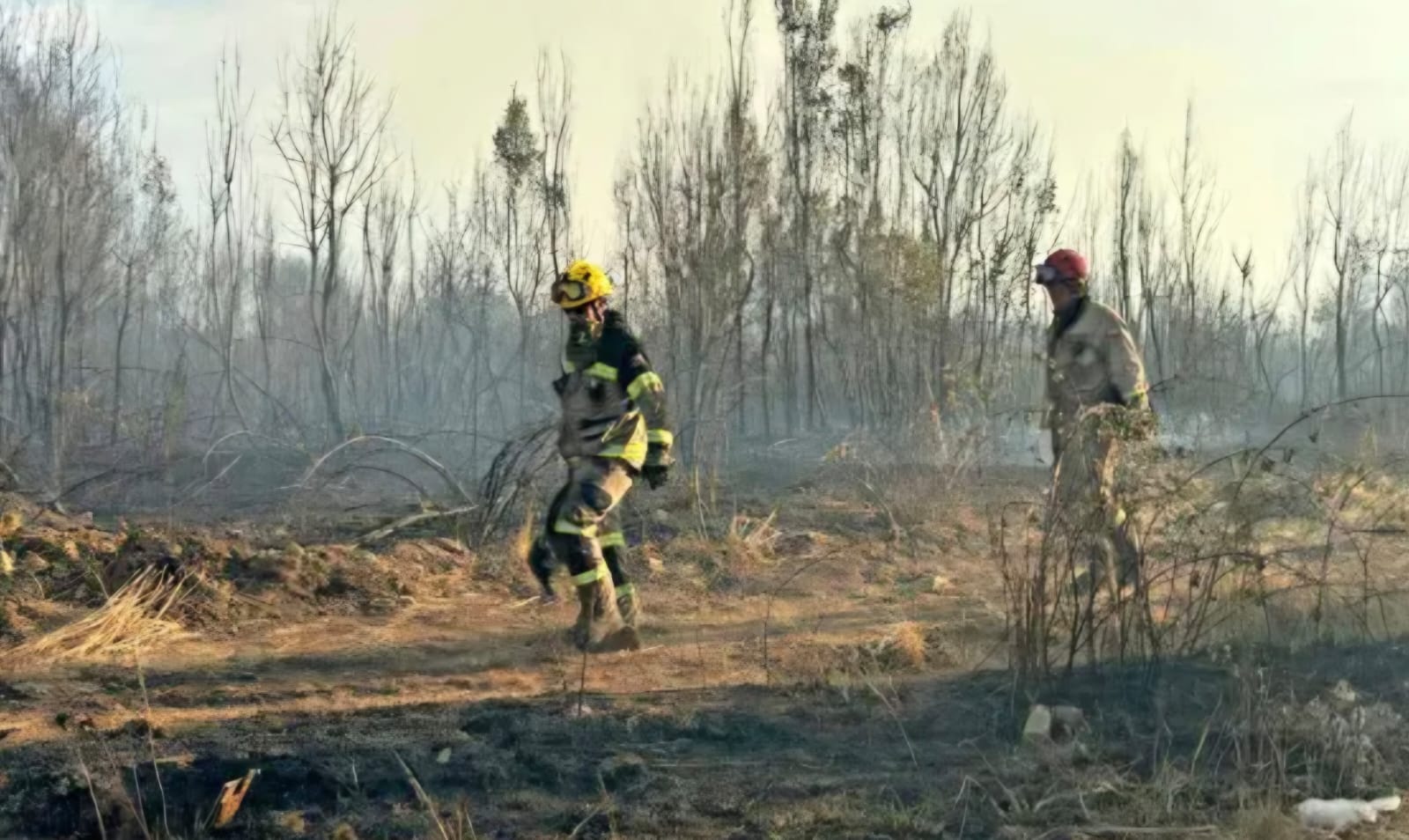 They call for an exclusive prosecutor, night brigades and intelligence in localities to confront forest fires