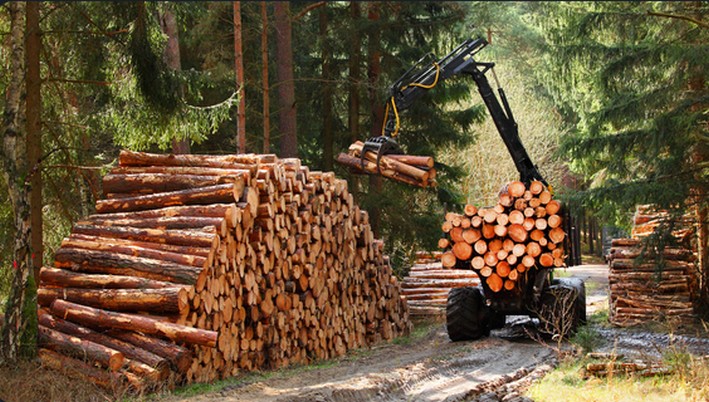 Forest SMEs at Risk Due to U.S. Tariffs