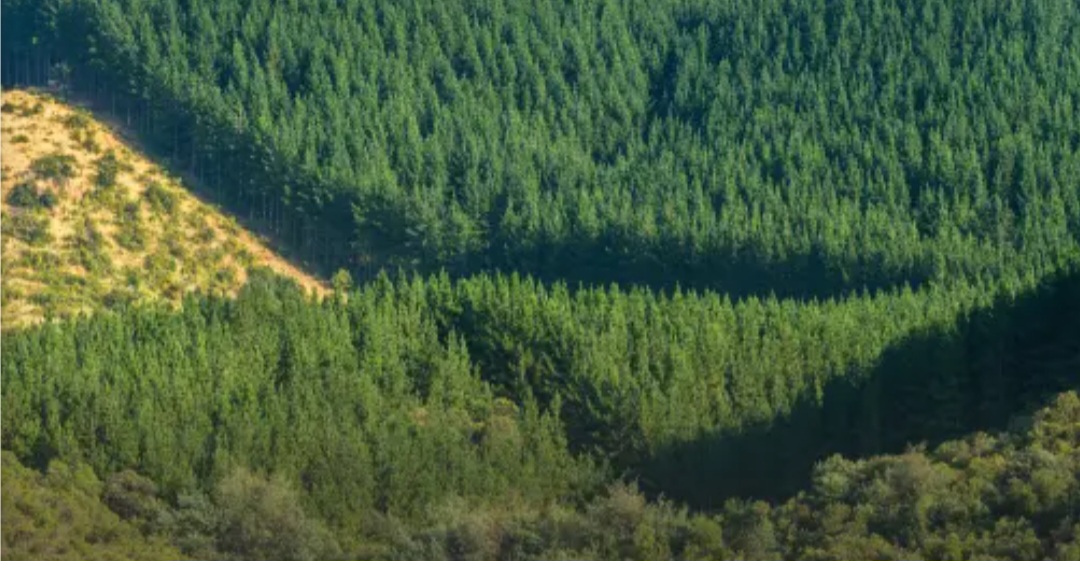 Forestry Contractors Detail Factors Behind 20% Drop in Exports