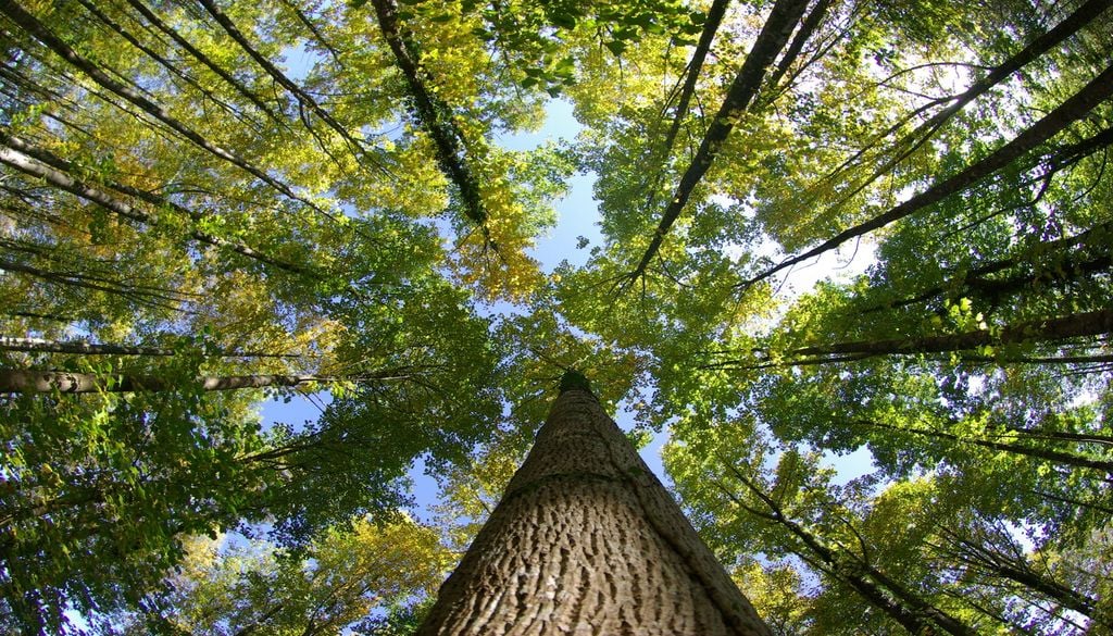 Carbon: Trees Planted by Humans Store Much Less CO2 Than Primary Forests