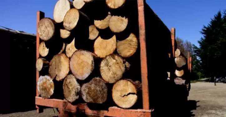 Detienen a 8 integrantes de banda dedicada al robo de madera en la región de Los Lagos