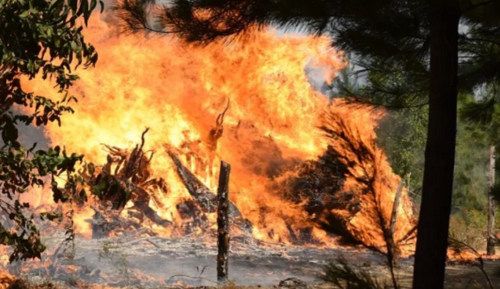Wildfire Alert in Biobío: "Red Button" Declared in Several Communes of the Province